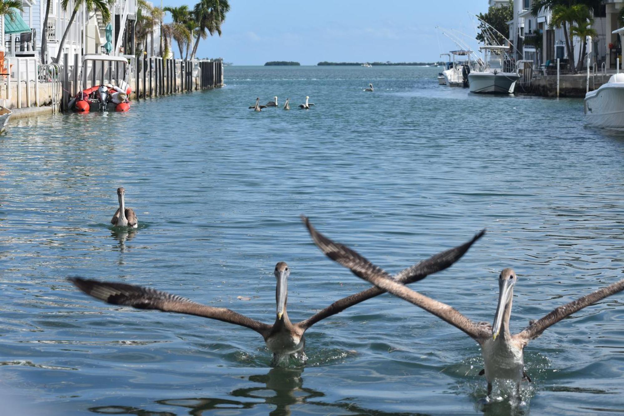 Pelican'S Roost, Waterfront Comfort At Venture Out Cudjoe Key Luaran gambar