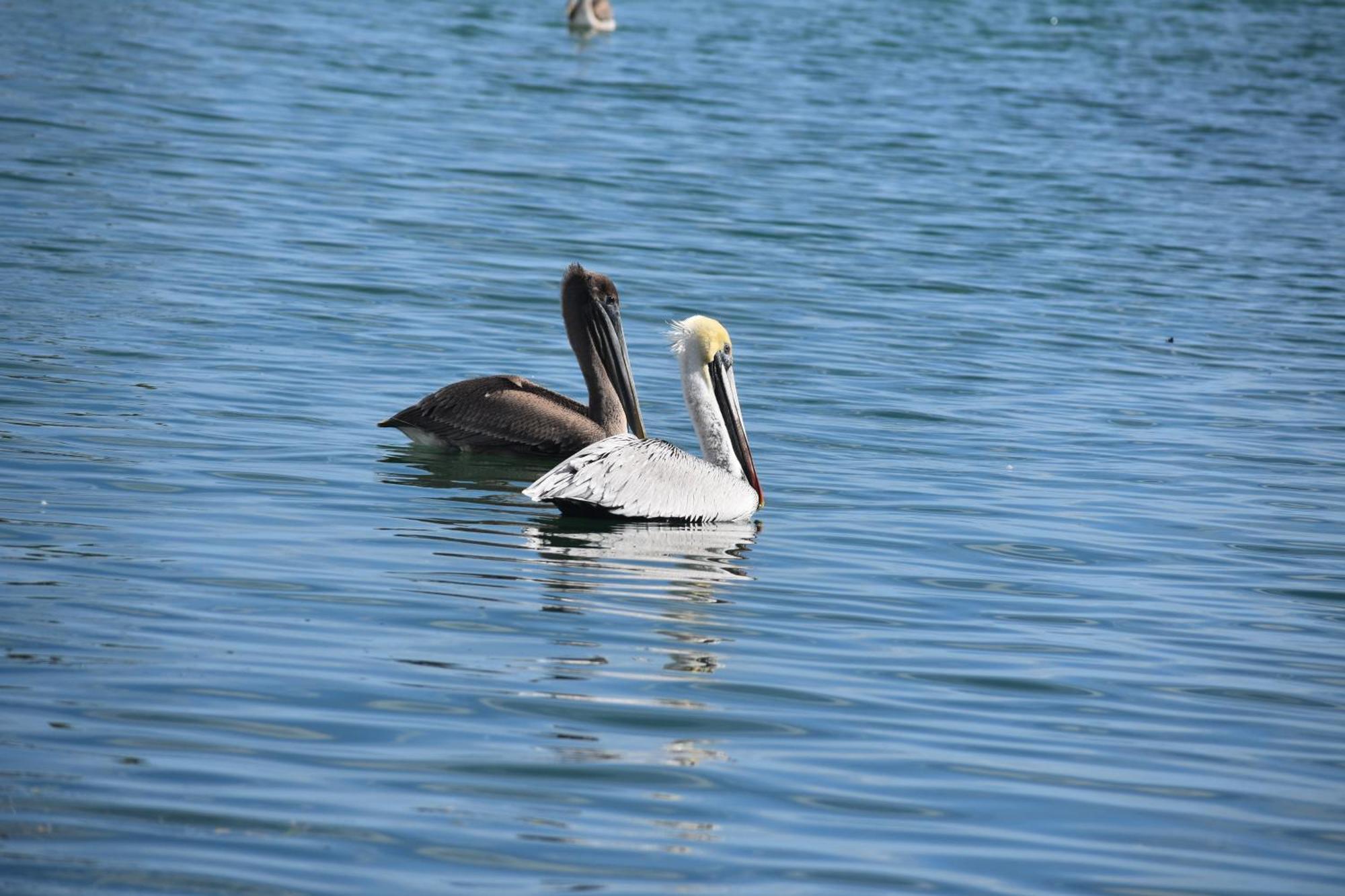 Pelican'S Roost, Waterfront Comfort At Venture Out Cudjoe Key Luaran gambar